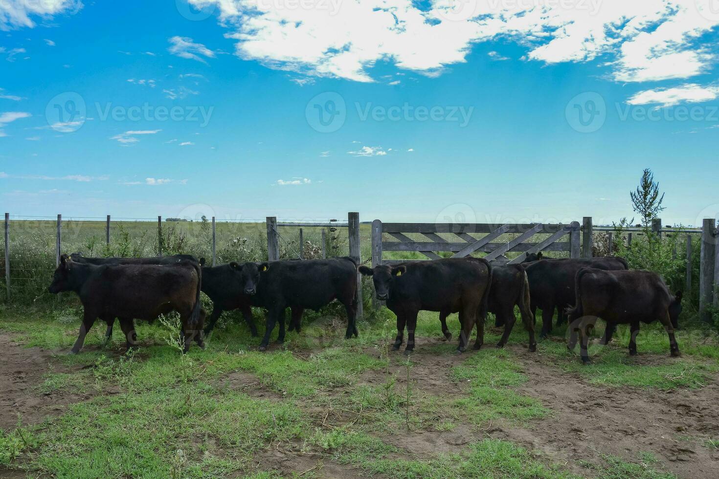 novillos alimentado en pastar, la pampa, argentina foto