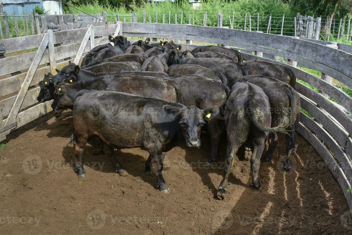 Enclosed cows, in La Pampa, Argentina photo