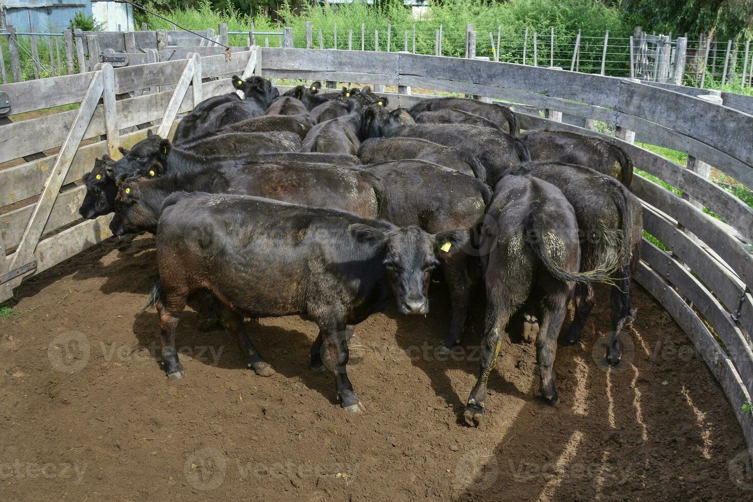 adjunto vacas, en la pampa, argentina foto