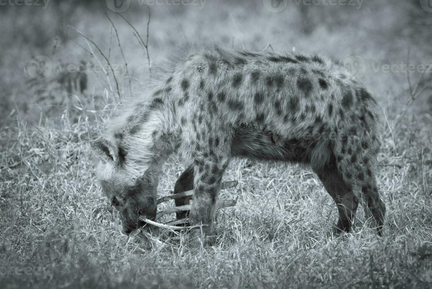 Hyena feeding, Africa photo