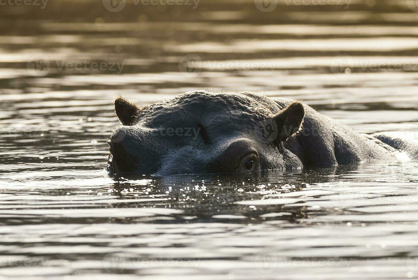 hipopótamo , kruger nacional parque , África foto