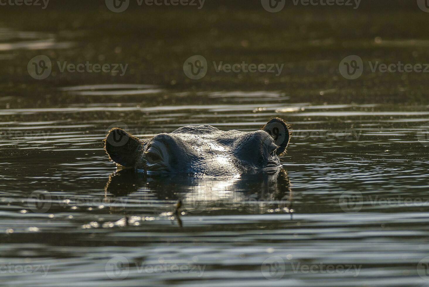 Hippopotamus , Kruger National Park , Africa photo