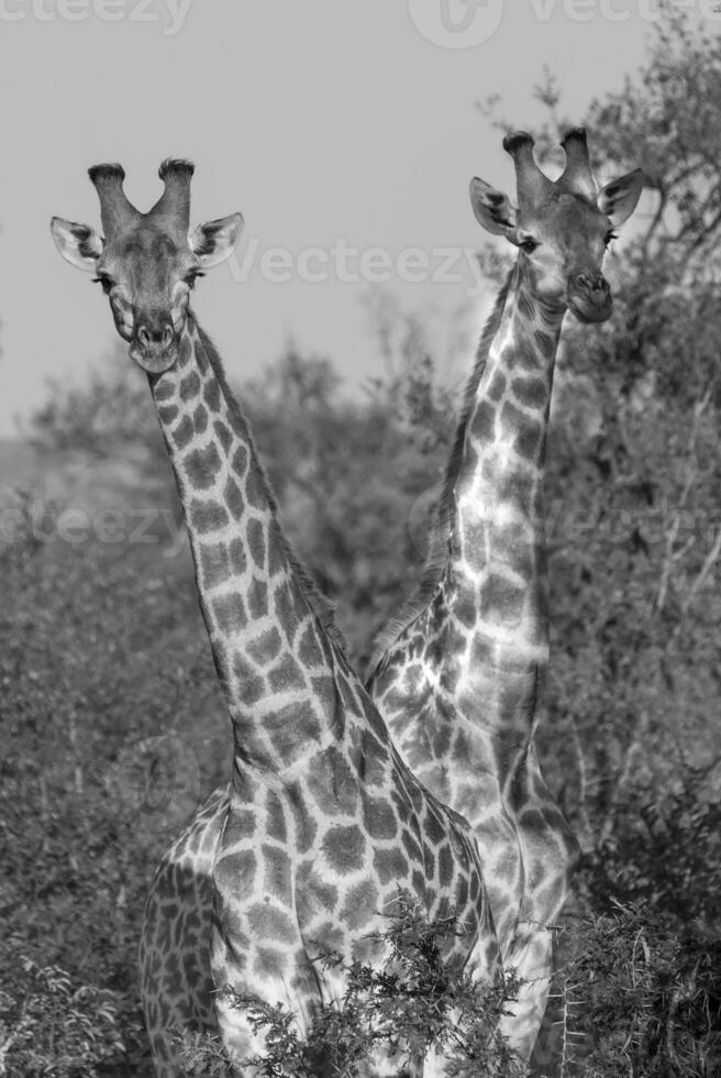 jirafa, kruger nacional parque foto