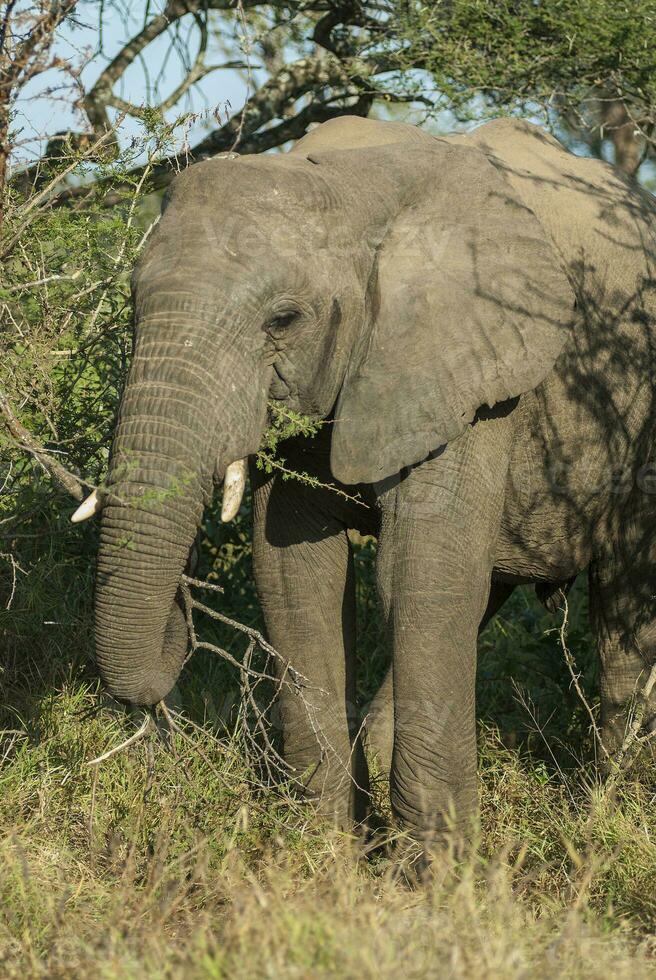 African elephant, South Africa photo