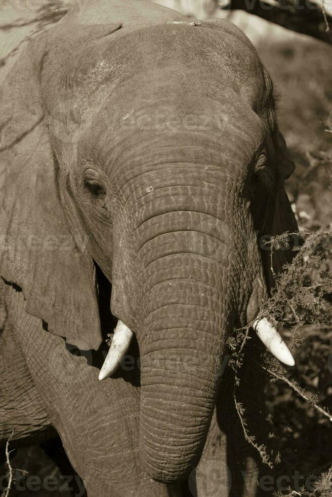 African elephant eating, South Africa photo