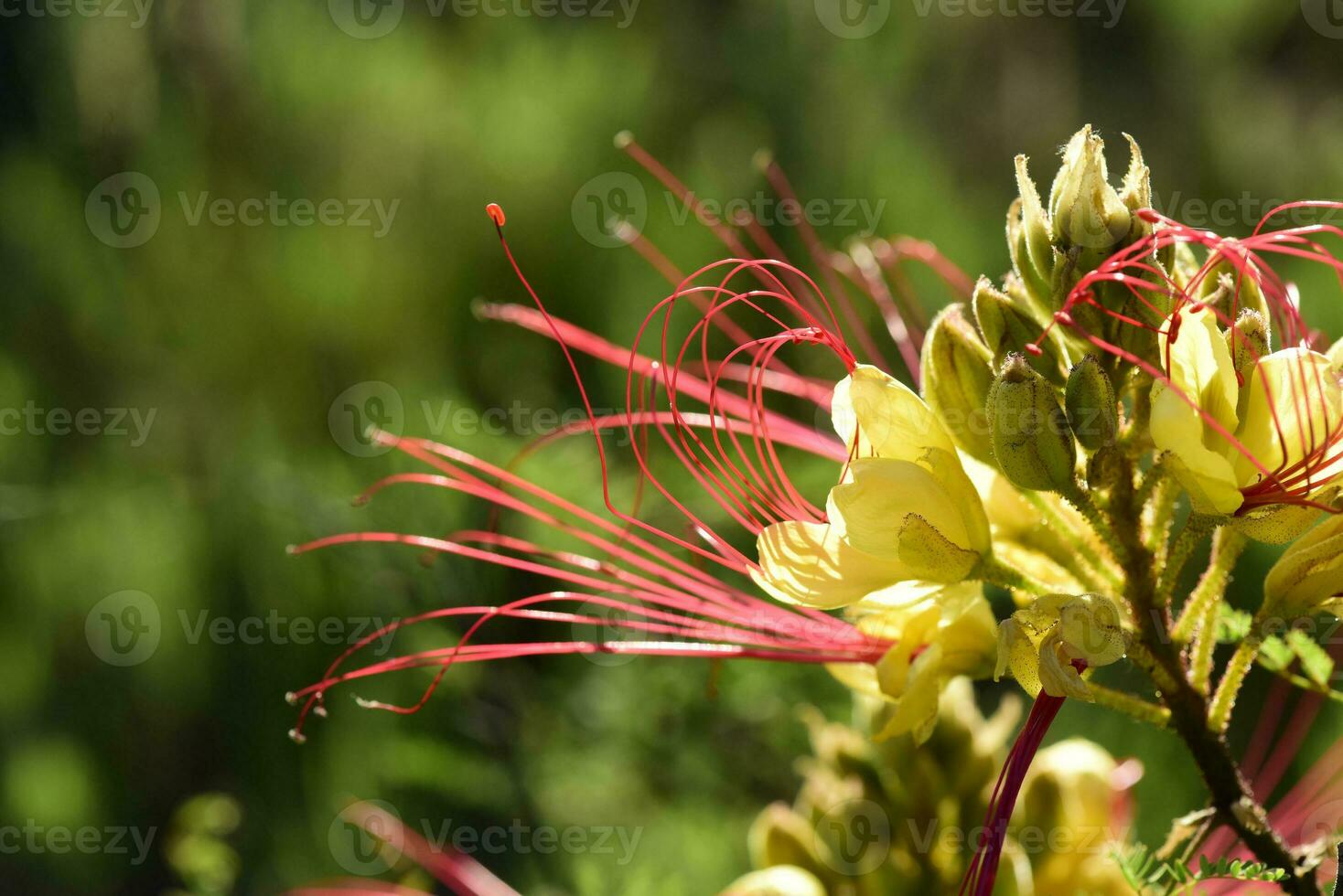 Wild flower in Patagonia, Argentina photo