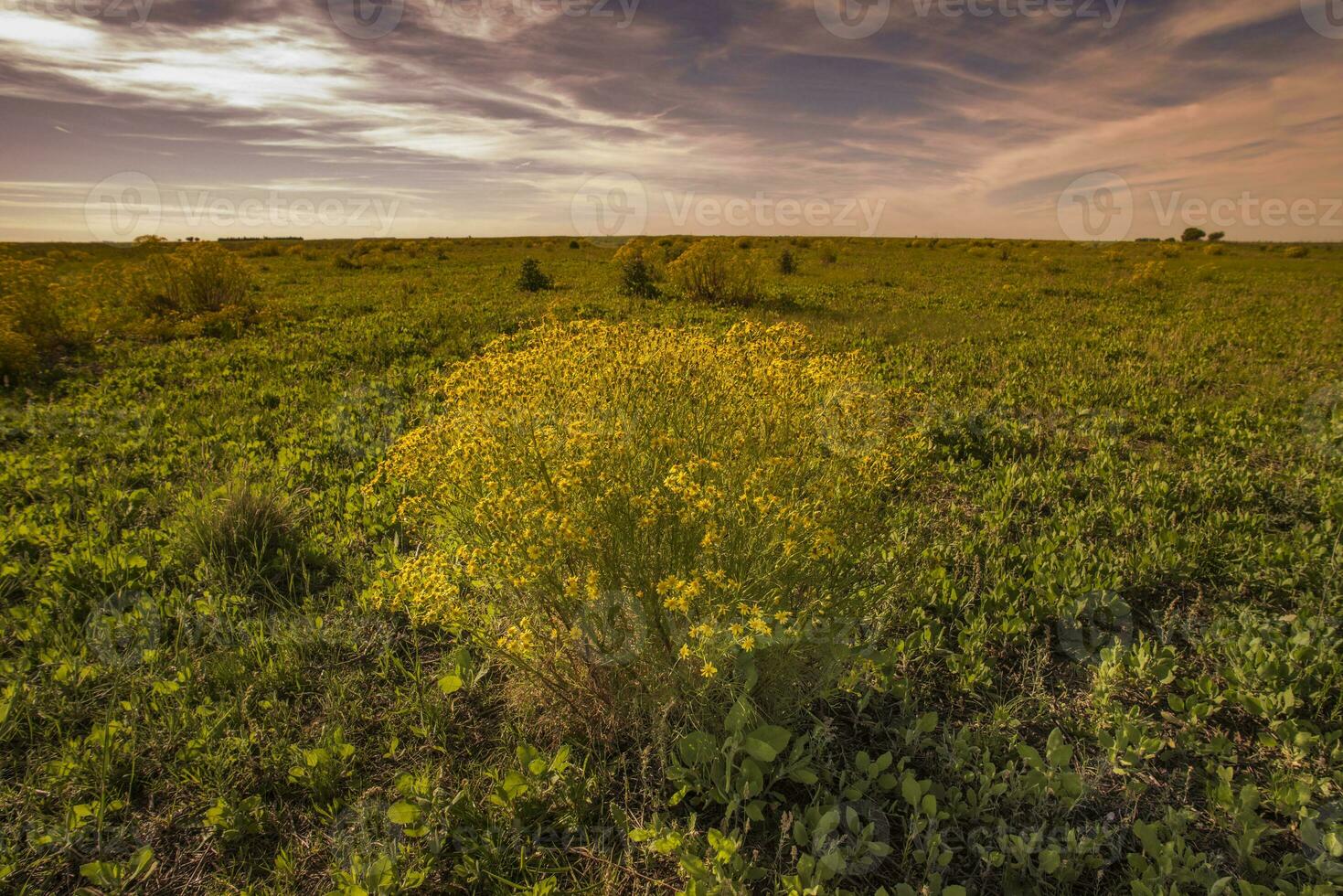 Spring season landscape, La Pampa photo