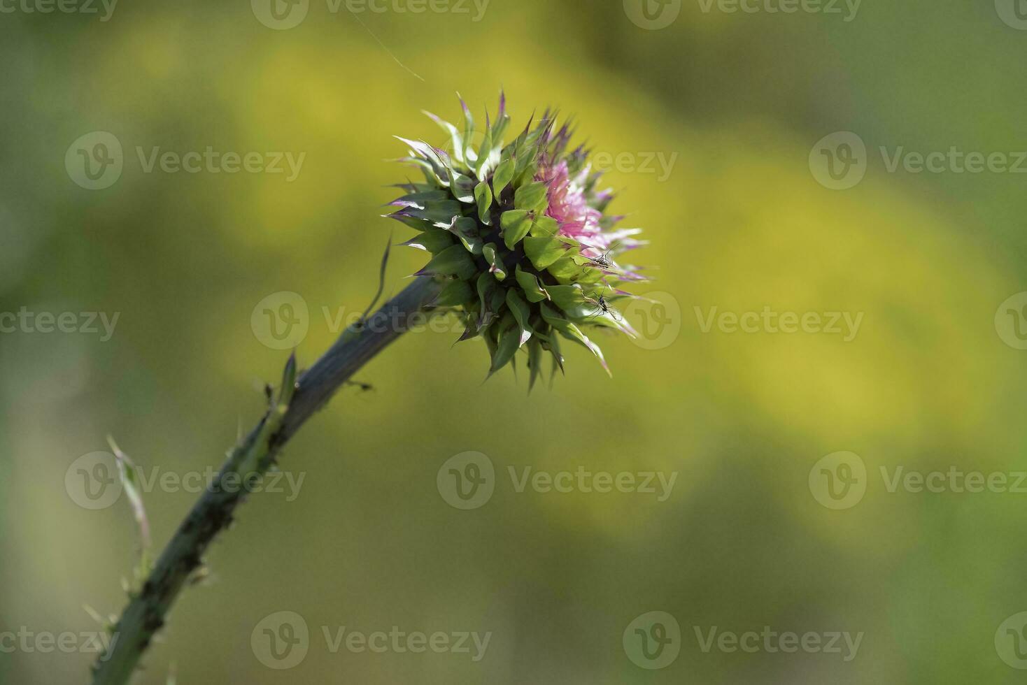 Yellow wild flower in Patagonia, Argentina photo
