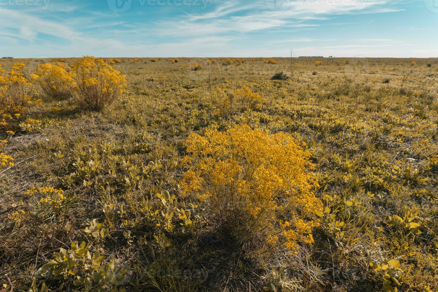 Spring season landscape, La Pampa photo