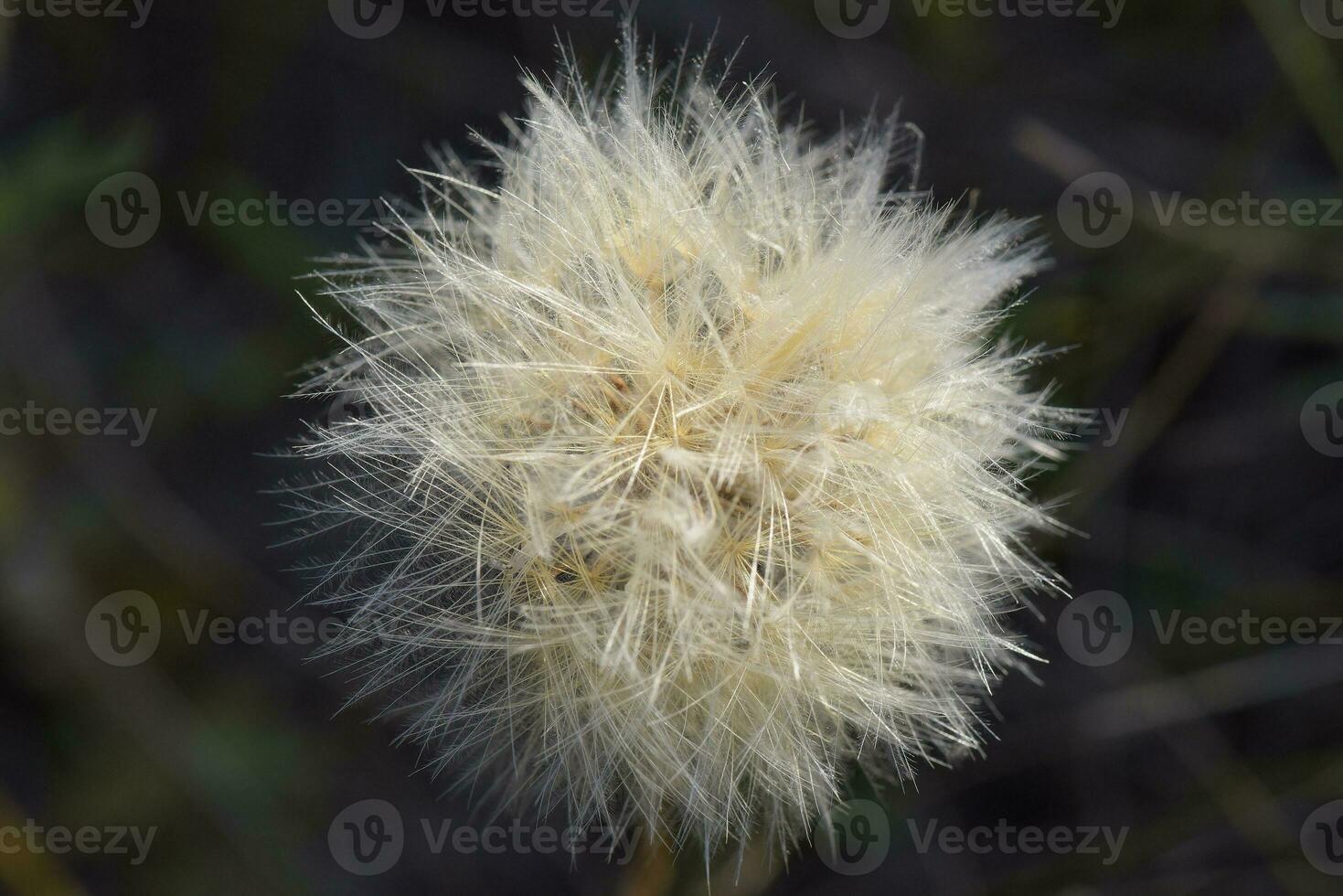 Yellow wild flower in Patagonia, Argentina photo