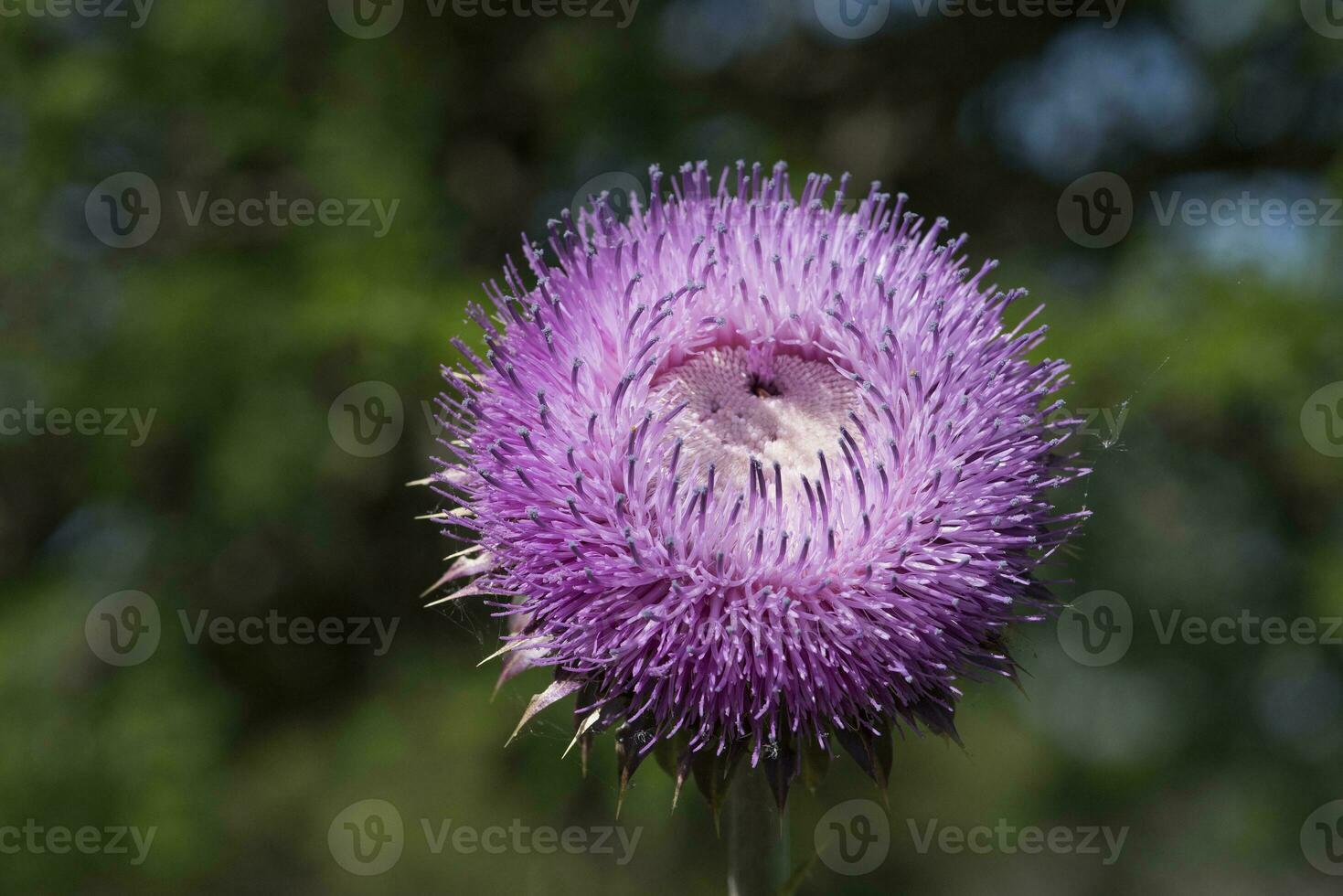 Wild flower in Patagonia, Argentina photo