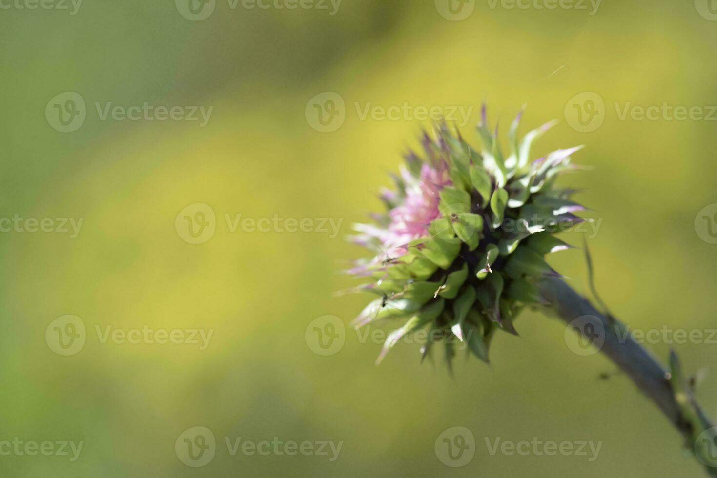 Wild flower in Patagonia, Argentina photo