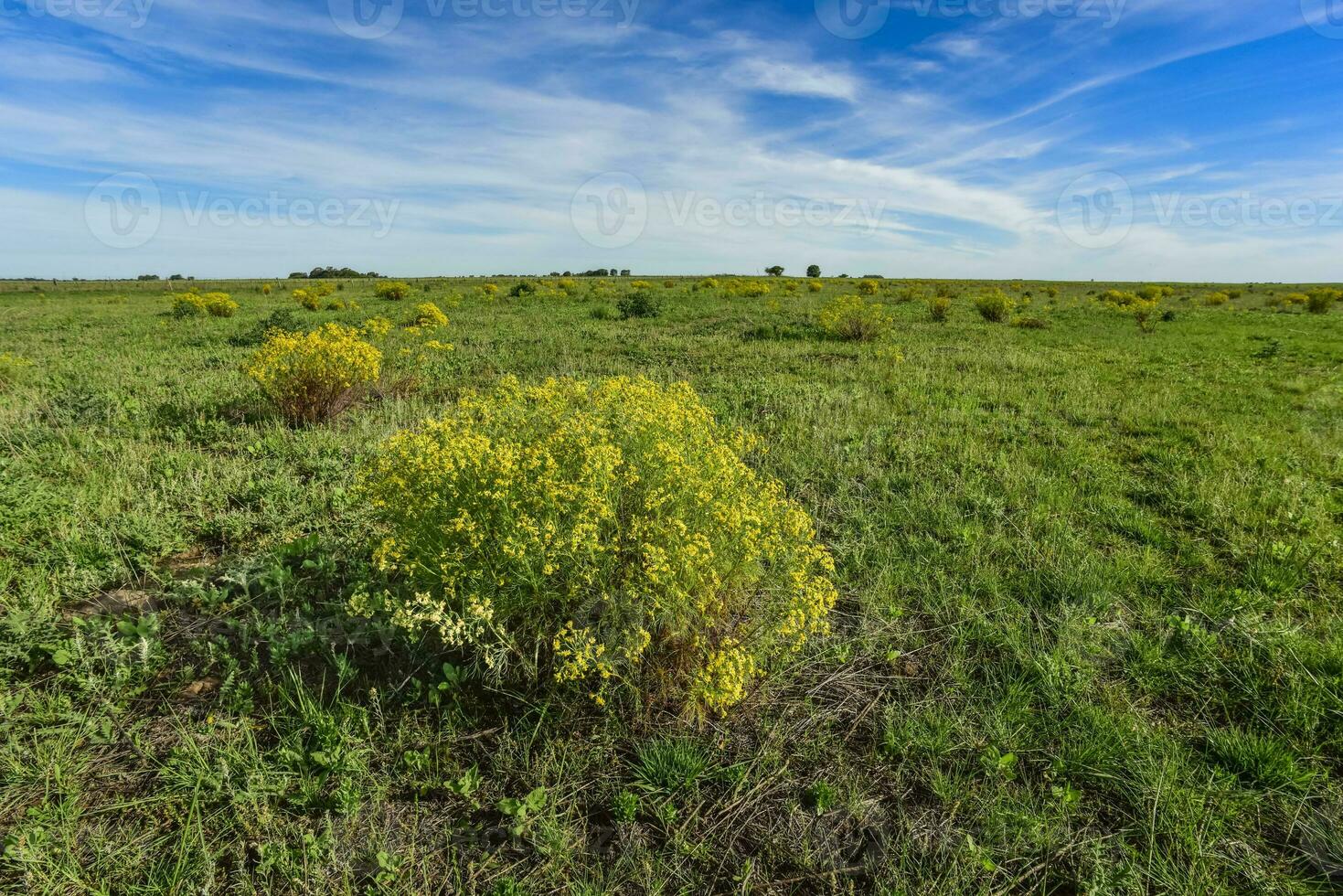 Spring season landscape, La Pampa photo