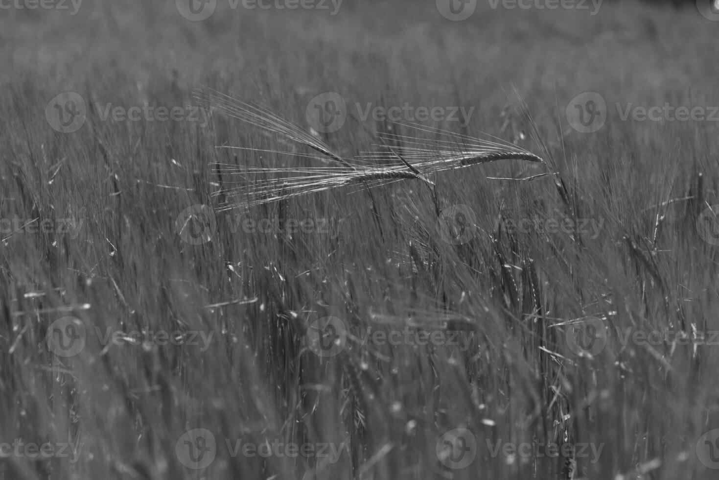 Barley, cereal planted in La Pampa, Argentina photo