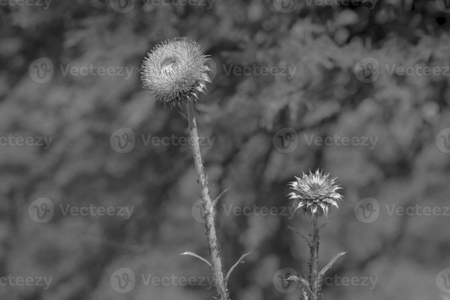 Yellow wild flower in Patagonia, Argentina photo