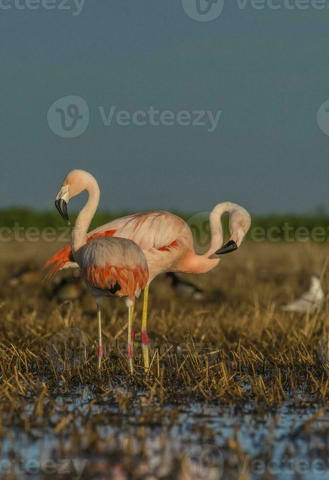 Flamingos, Patagonia Argentina photo