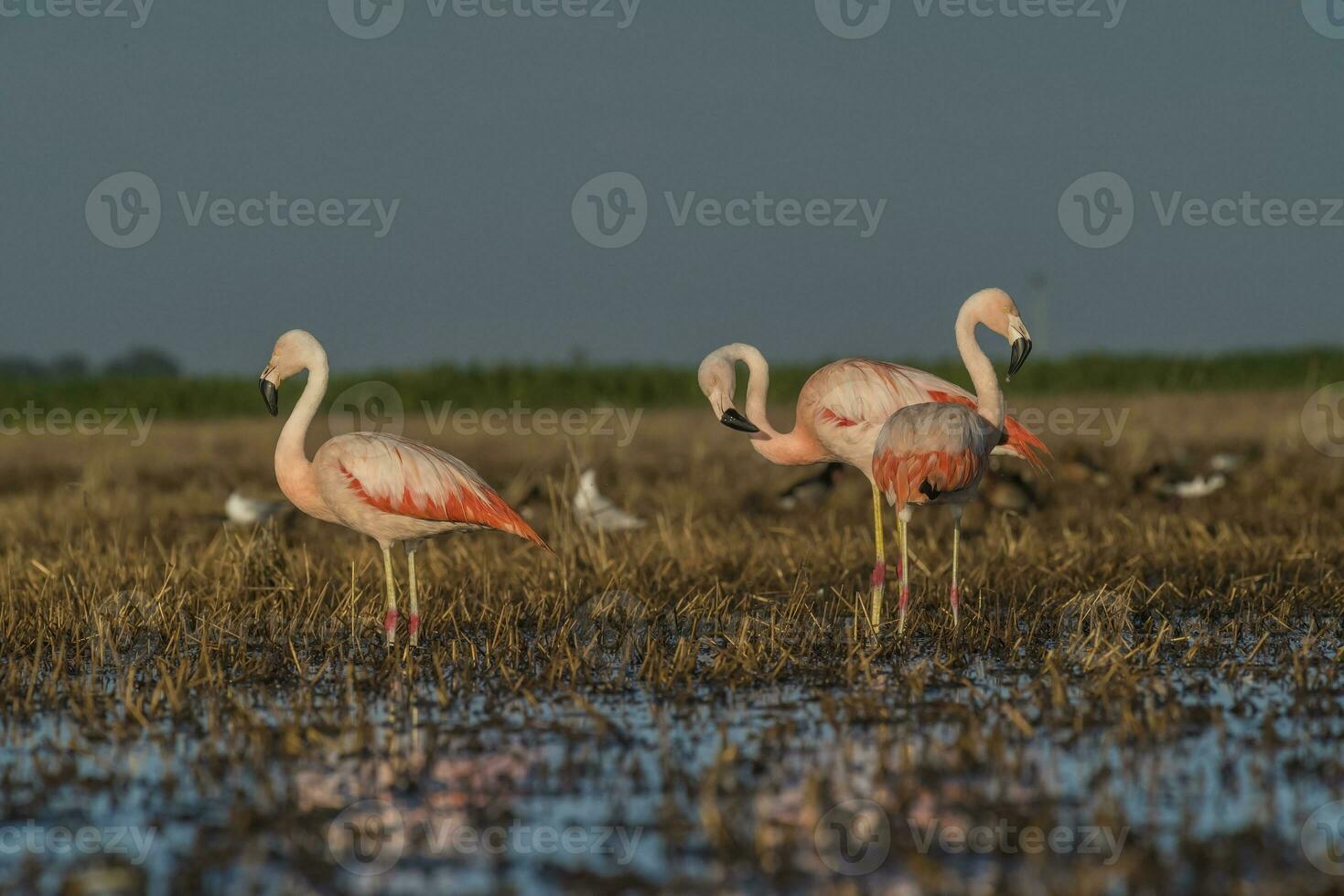 Flamingos, Patagonia Argentina photo