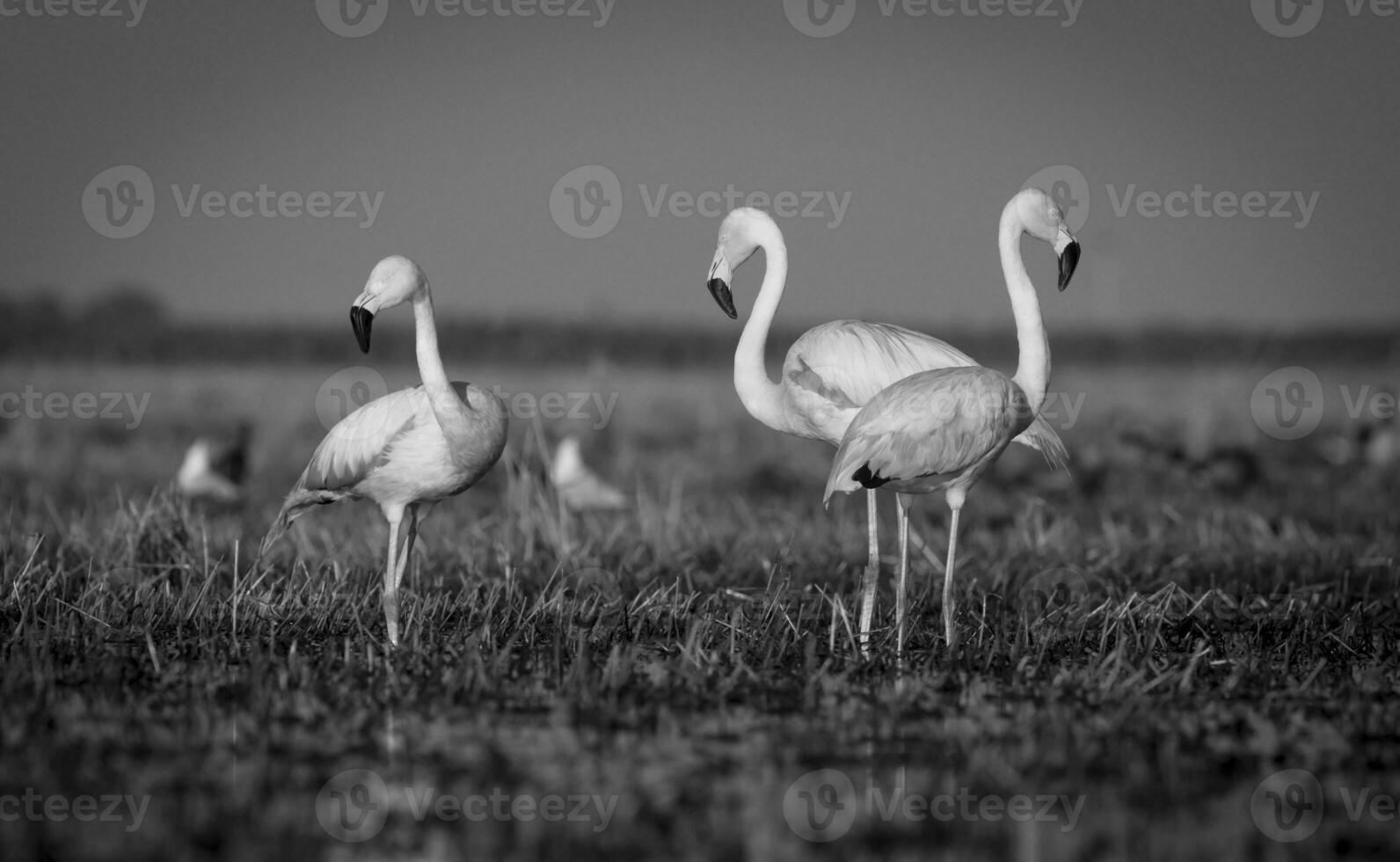 Flamingos, Patagonia Argentina photo