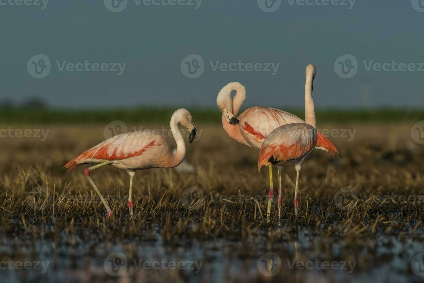 Flamingos, Patagonia Argentina photo