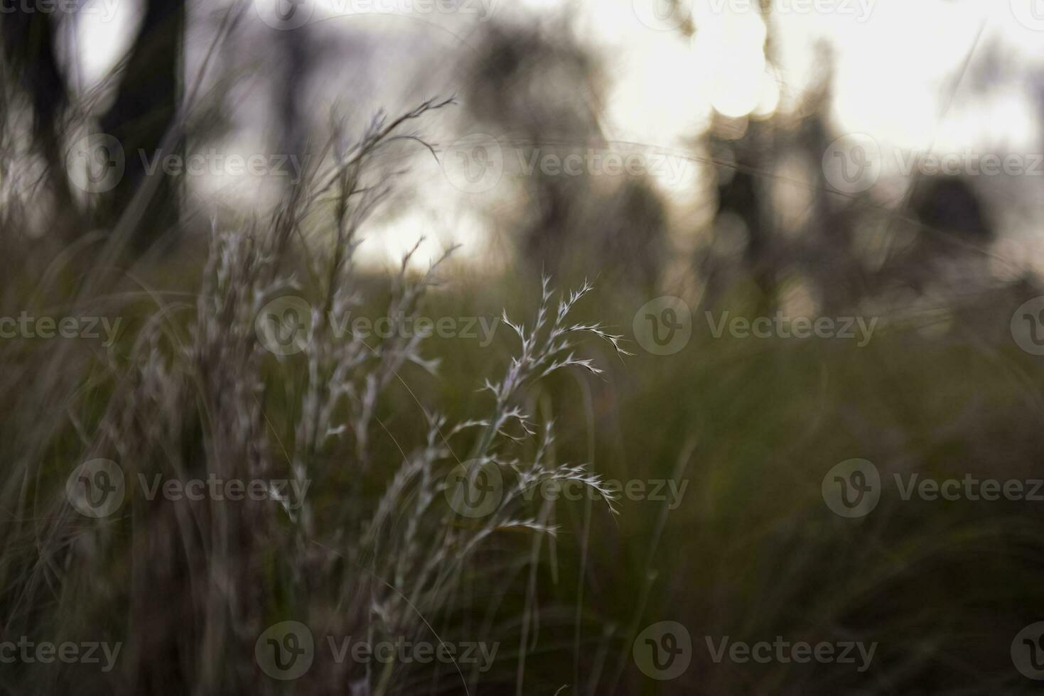 Grass in countryside pampas Argentina photo