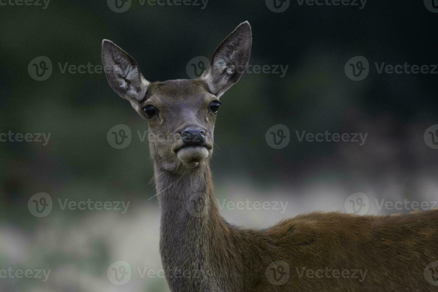 Red deer in La Pampa, Argentina, Parque Luro, Nature Reserve photo