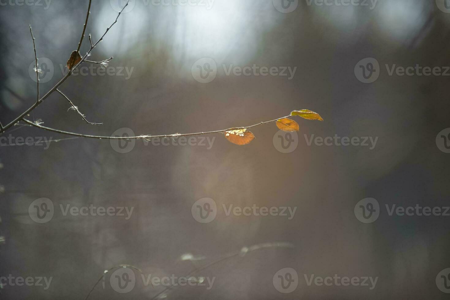 Autumn leaves in the forest, La Pampa Province, Patagonia, Argentina. photo