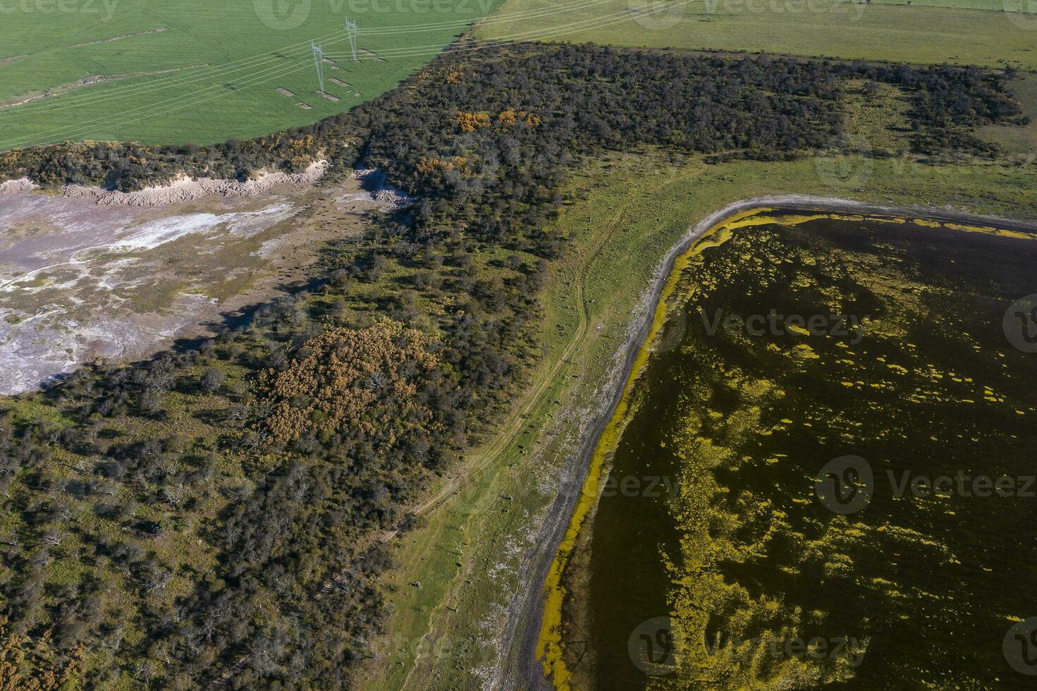 Calden forest landscape, Prosopis Caldenia plants, La Pampa province, Patagonia, Argentina. photo