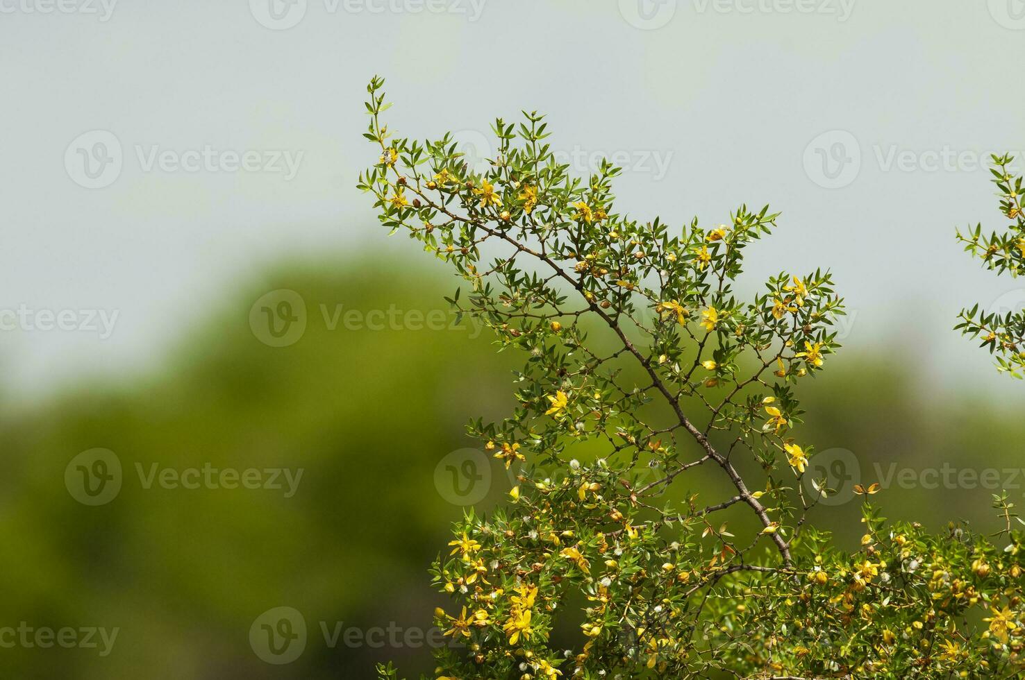 Wild flowers , Berberis ruscifolia, in semi desertic environment, Calden forest, La Pampa Argentina photo