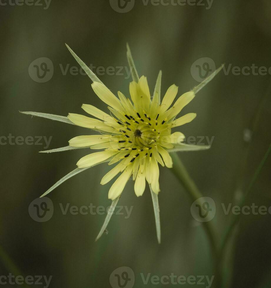 amarillo salvaje flor en Patagonia, argentina foto