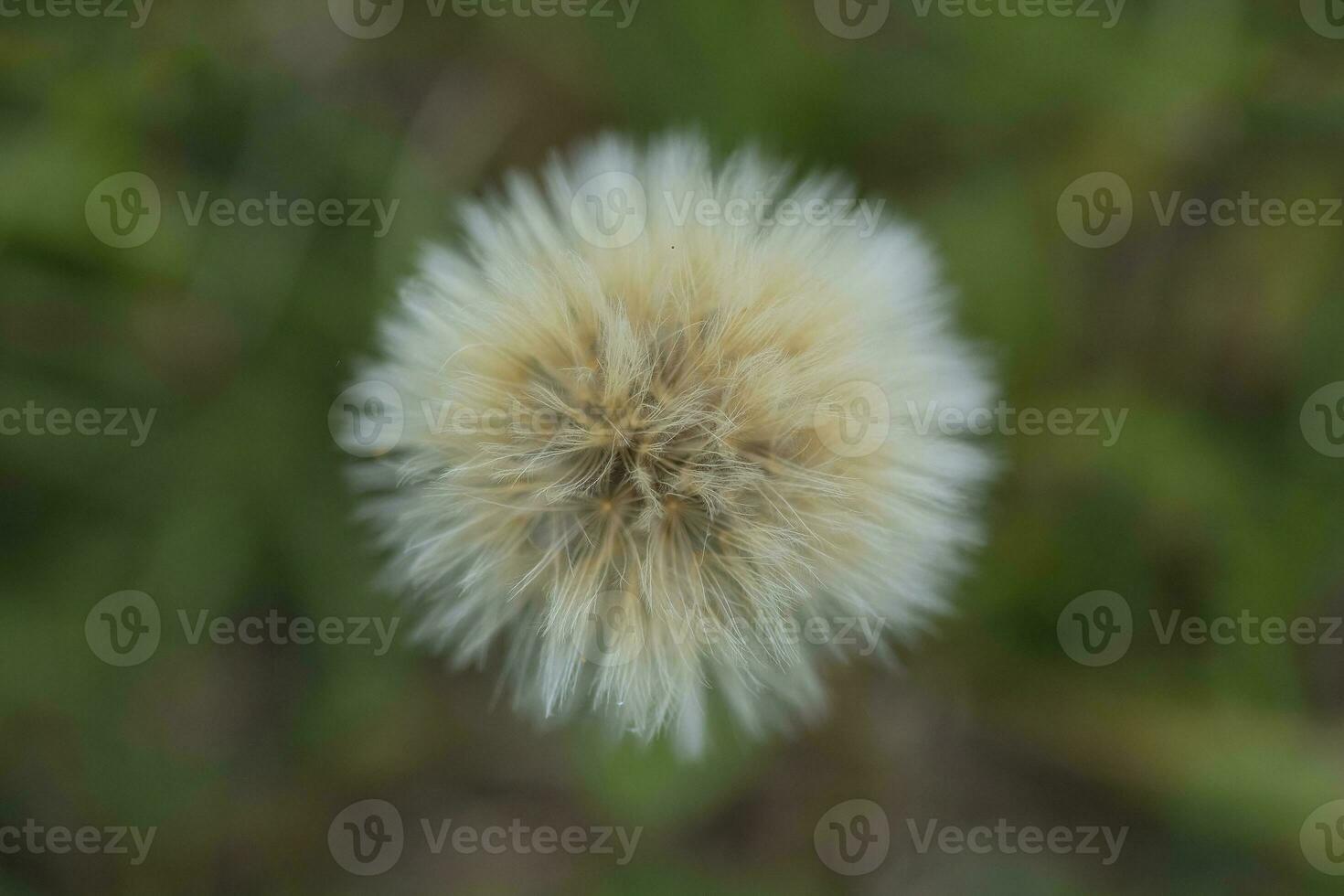 Yellow wild flower in Patagonia, Argentina photo