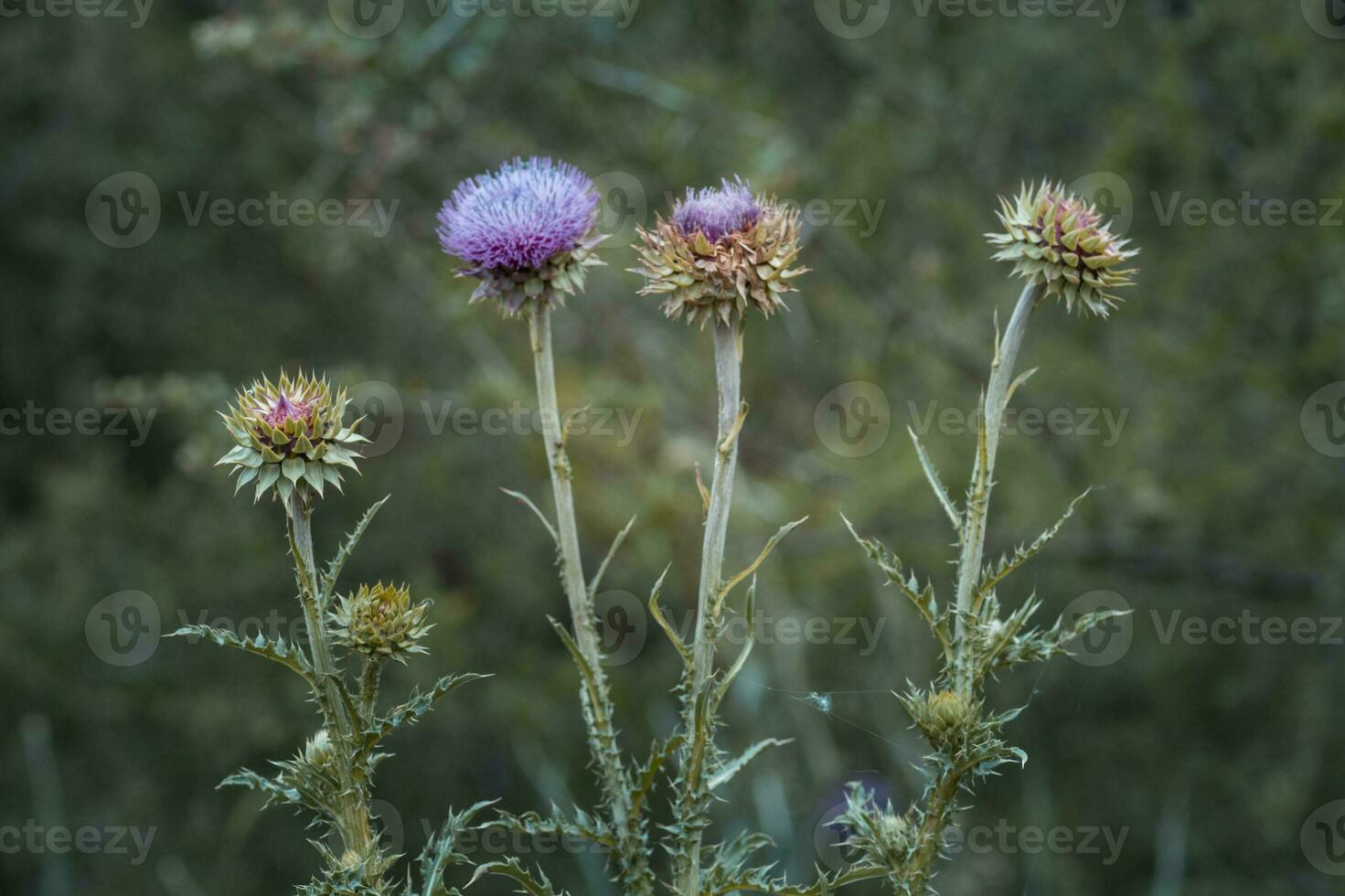 Yellow wild flower in Patagonia, Argentina photo