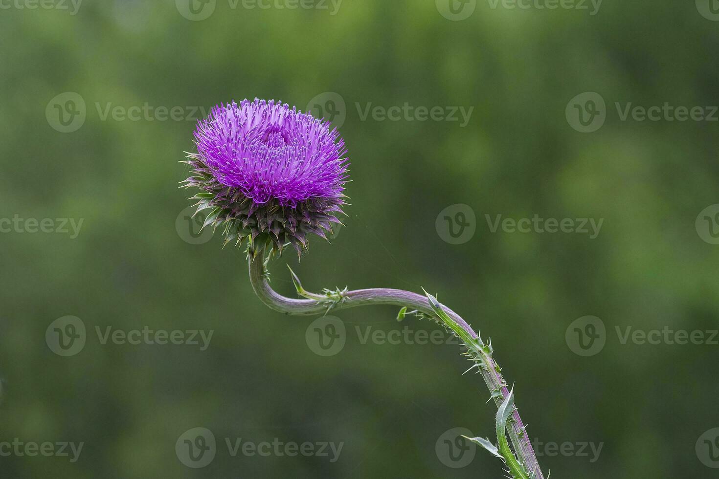 Wild flower in Patagonia, Argentina photo