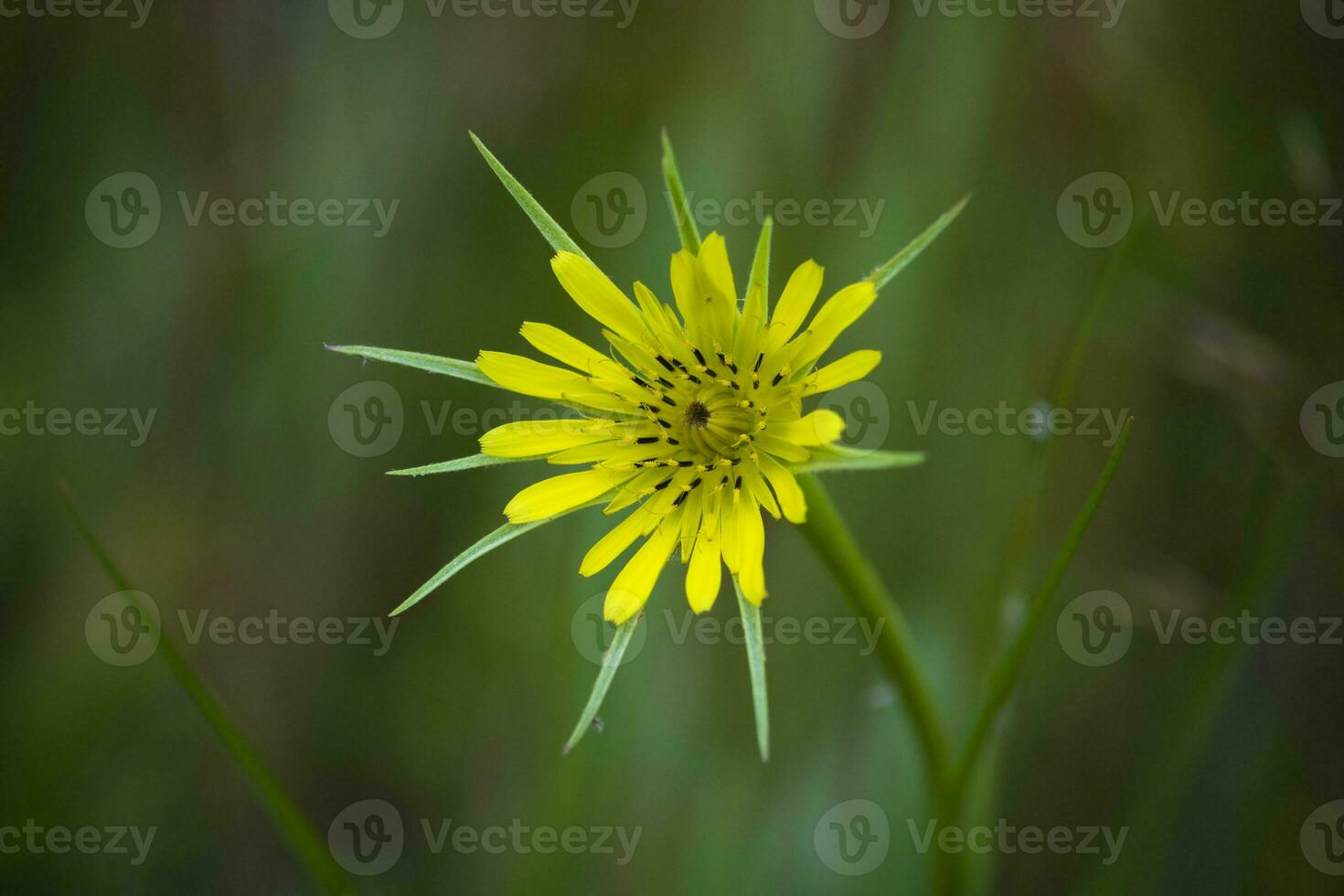 Wild flower in Patagonia, Argentina photo