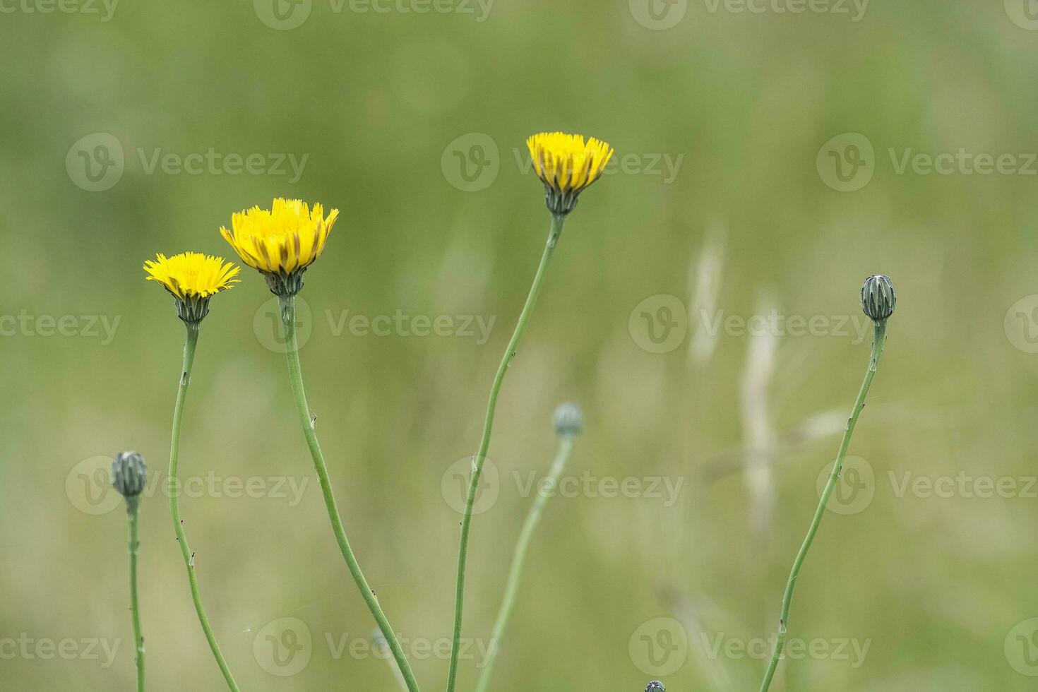 Wild flower in Patagonia, Argentina photo