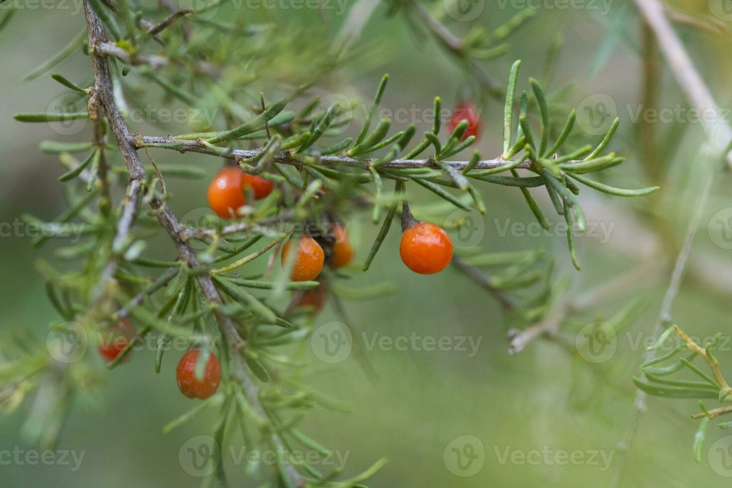 Red Wild fruits, in La Pampa, Argentina photo