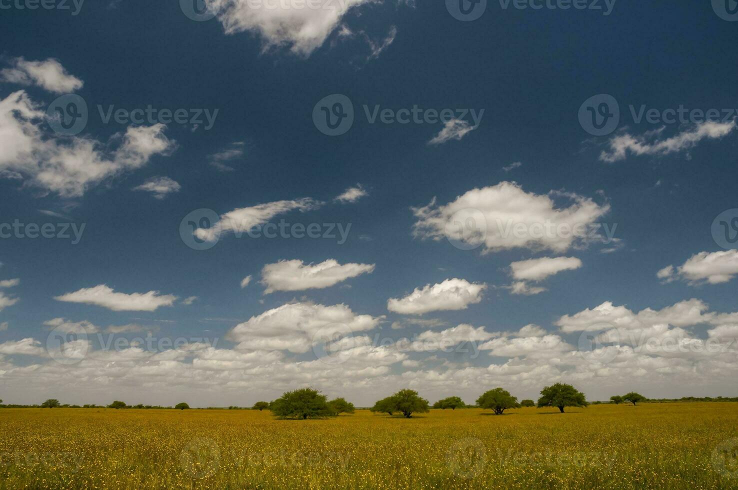 Pampas tree landscape, La Pampa province, Patagonia, Argentina. photo