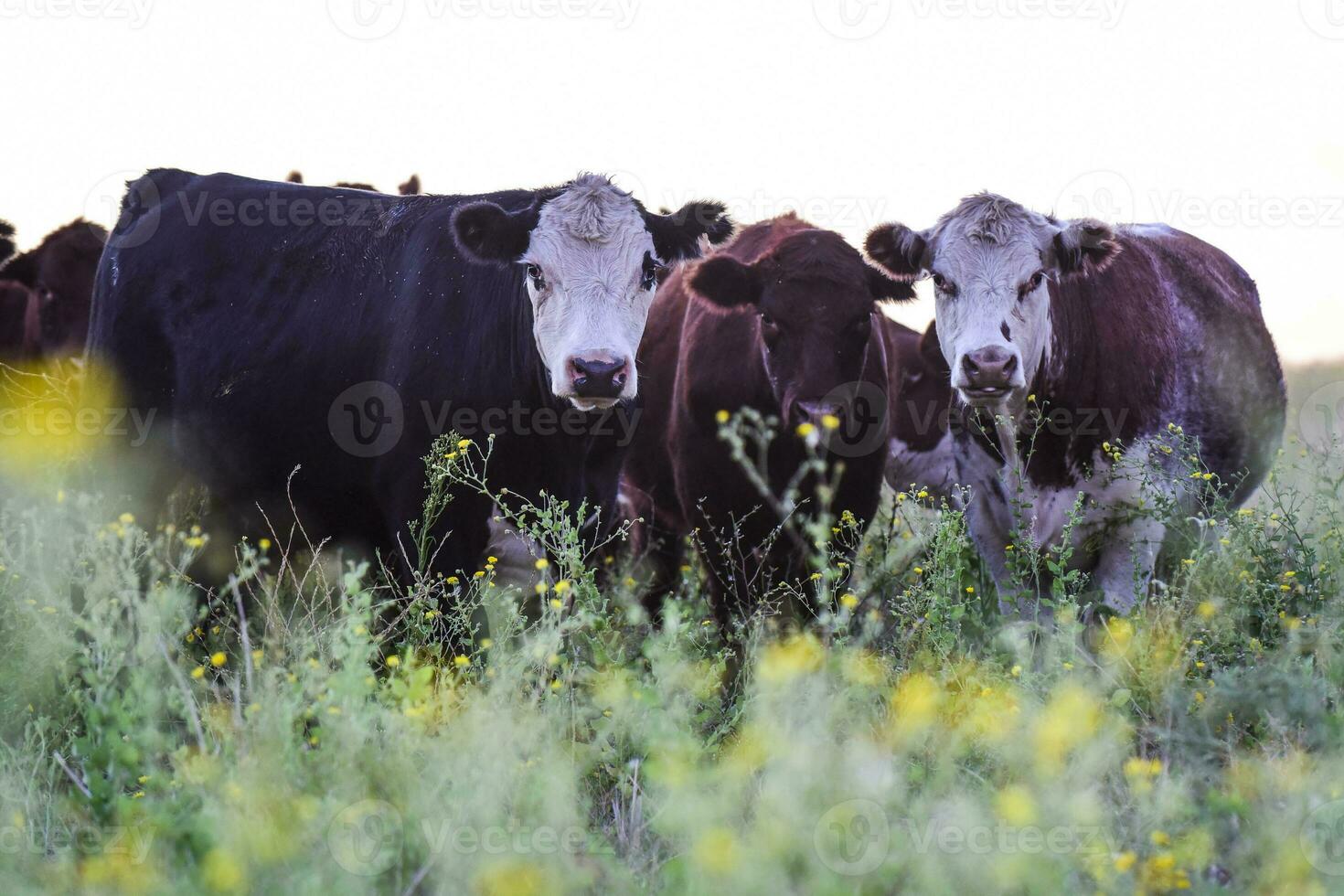 Cattle in the Pampas Countryside, Argentine meat production, La Pampa, Argentina. photo