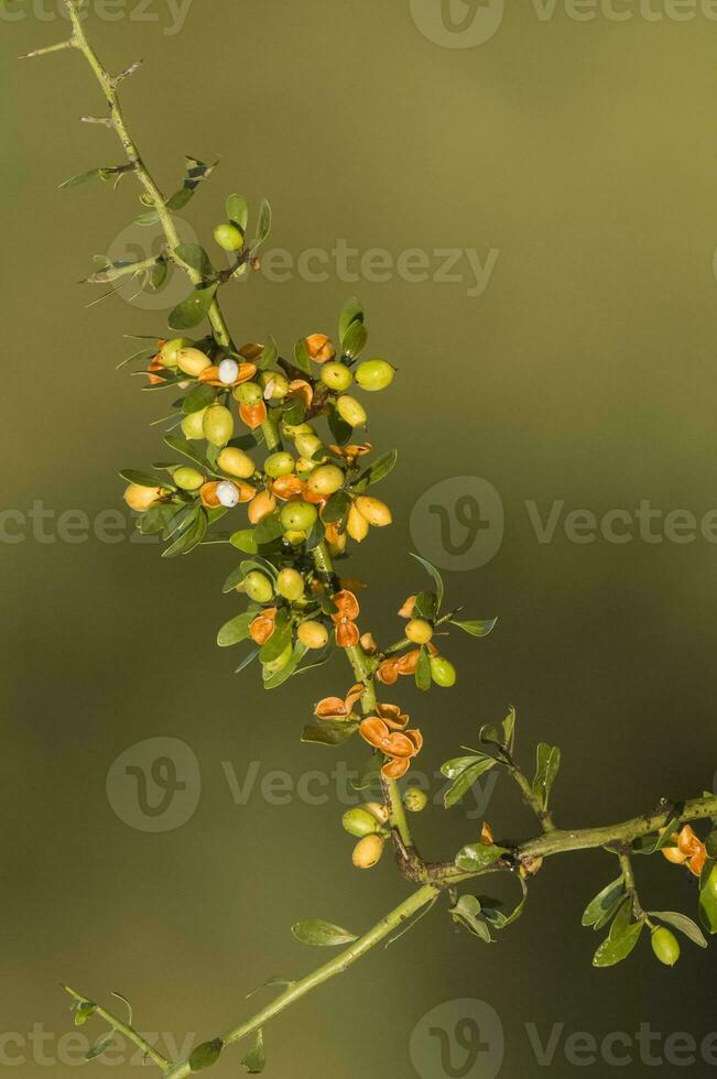 Wild flowers in semi desertic environment, Calden forest, La Pampa Argentina photo