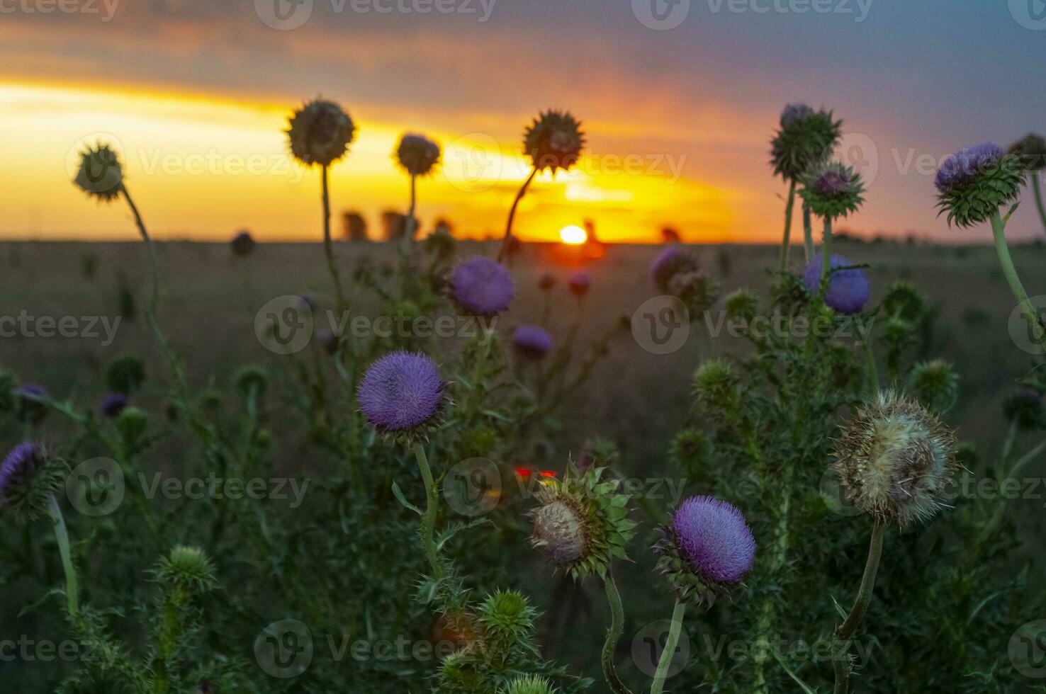 Wild flowers in semi desertic environment, Calden forest, La Pampa Argentina photo