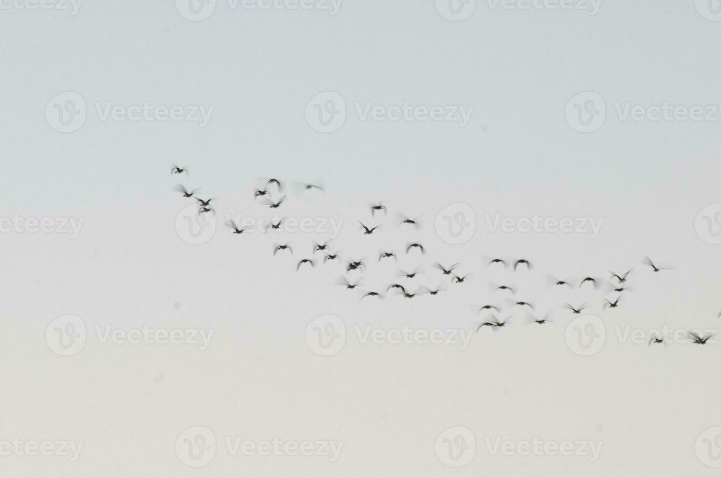 Egret flock in flight, La Pampa province, Patagonia, Argentina photo