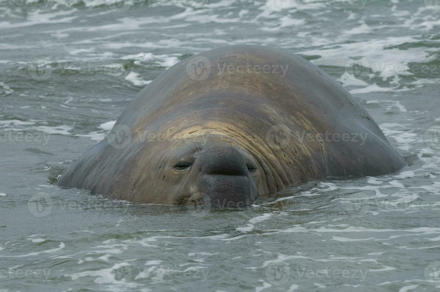 Elephant seal, Patagonia photo