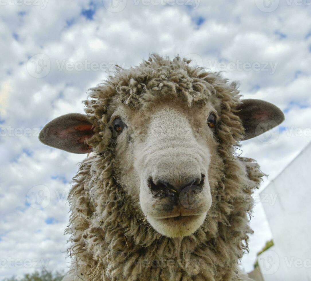 Lamb looking at the camera photo