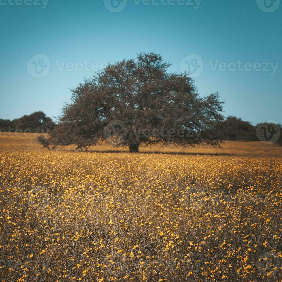 Flowered field in the Pampas Plain, La Pampa Province, Patagonia, Argentina. photo