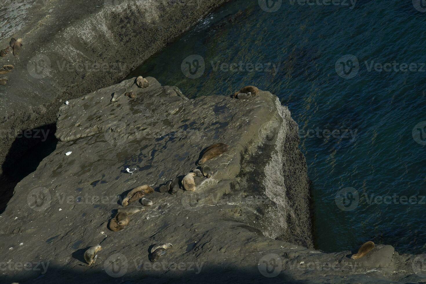 Cliffs landscape in Peninsula Valdes, Unesco World Heritage Site, Chubut Province, Patagonia, Argentina. photo