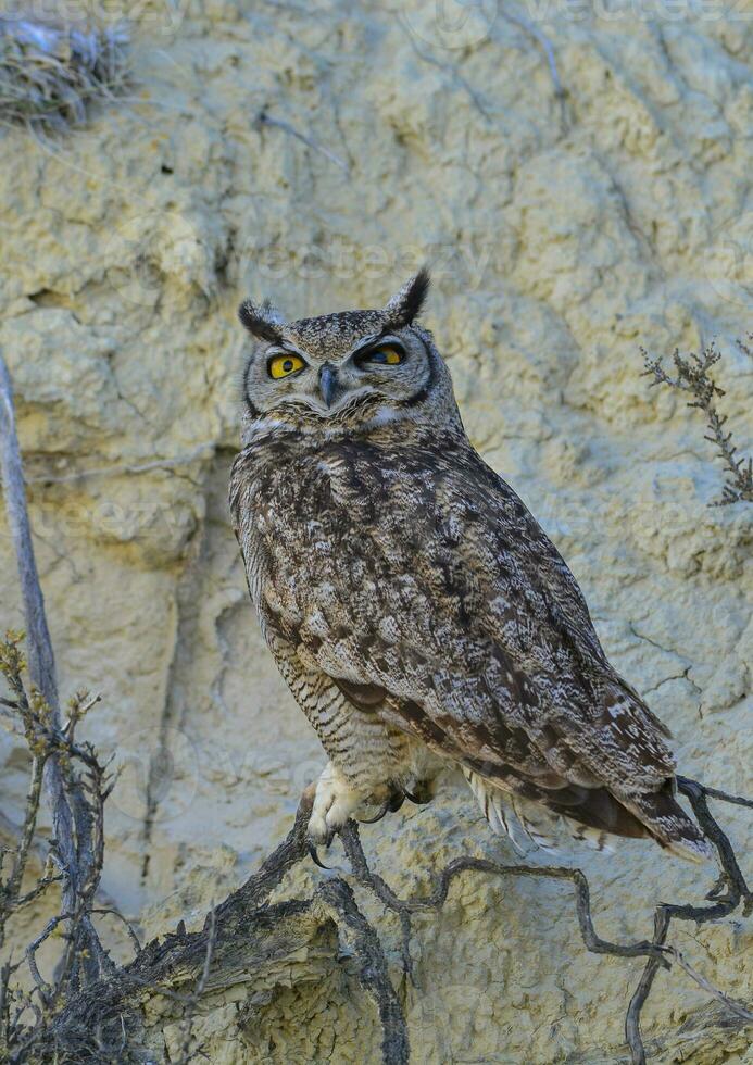 Great Horned Owl, Bubo virginianus nacurutu, Peninsula Valdes, Patagonia, Argentina. photo