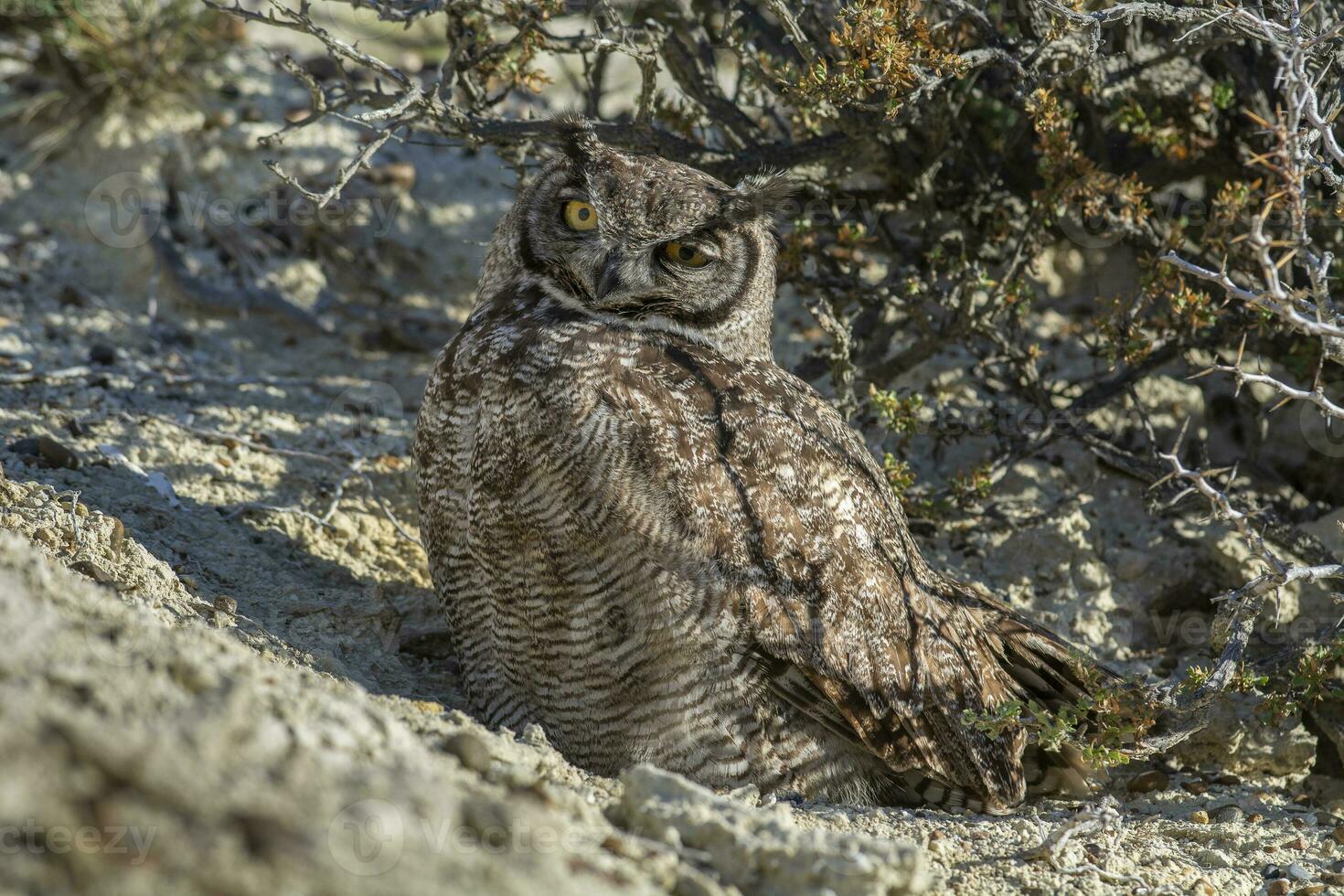 genial con cuernos búho, bubón virginianus nacurutu, península Valdés, Patagonia, argentina. foto