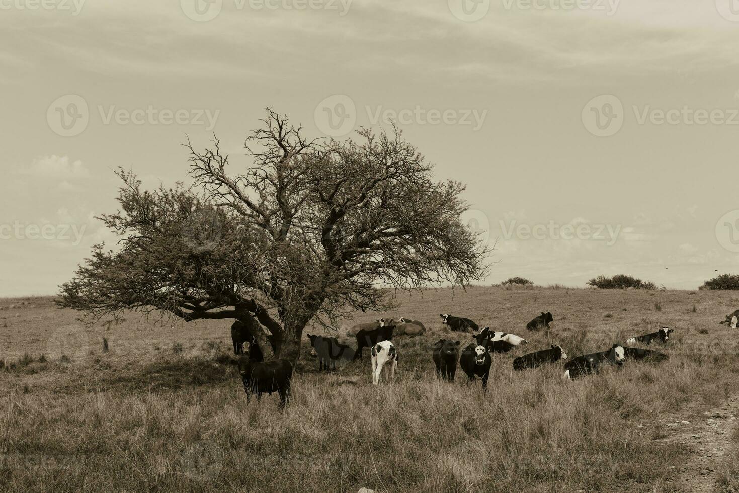 novillos alimentado en pastar, la pampa, argentina foto