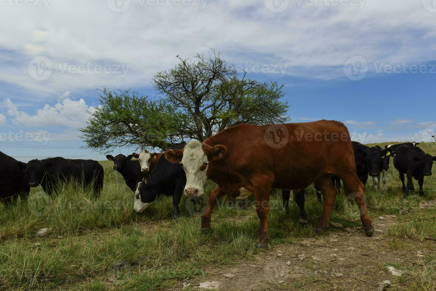 novillos alimentado en pastar, la pampa, argentina foto