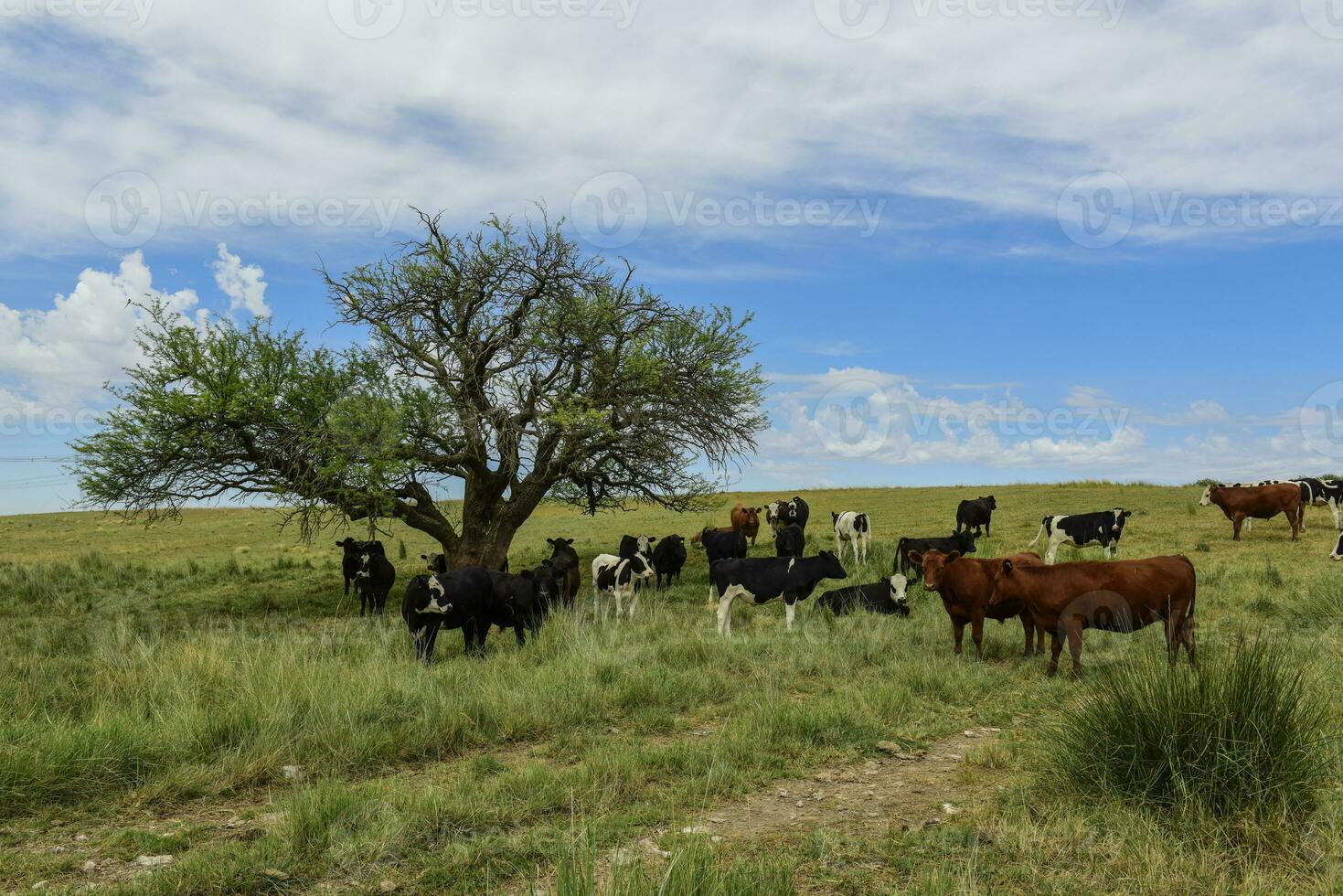 novillos alimentado en pastar, la pampa, argentina foto