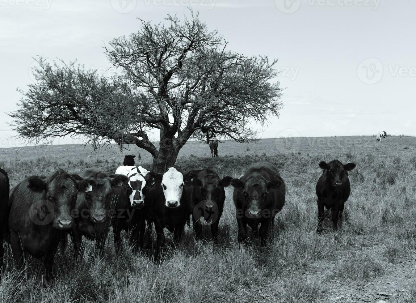 novillos alimentado en pastar, la pampa, argentina foto